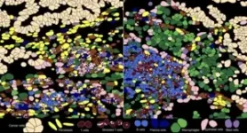 Pan-cancer T cell atlas reveals new details of tumor microenvironment 2