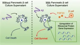 Pancreas cells secrete neuroprotective factor