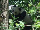 Pandas spend less energy to afford bamboo diet