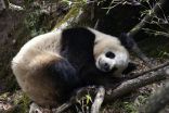 Pandas spend less energy to afford bamboo diet 2