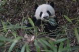 Pandas spend less energy to afford bamboo diet 3