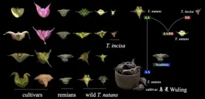 Pangenomic study of water caltrop — structural variations play a role in speciation and asymmetric subgenome evolution