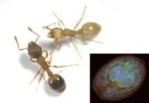 Parasites as fountains of youth: Study finds infected ants live much longer