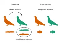 Parasites dispersal capacity and rates of genetic introgression--a study