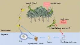 Parasites manipulate praying mantiss polarized-light perception, causing it to jump into water