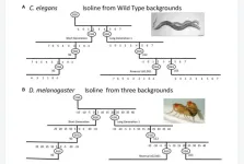 Parental age effect on the longevity and healthspan of flies and worms