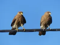 Parents of the year: Scavenging raptors lead a collaborative home