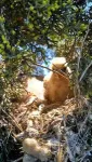 Parents of the year: Scavenging raptors lead a collaborative home 3