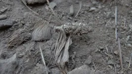 Partially domesticated maize is found in caves in Minas Gerais state, Brazil