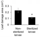 Partners in crime: Agricultural pest that relies on bacteria to overcome plant defenses