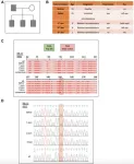 Pathogenic variants in retinoblastoma suggest a potential gain-of-function mutation