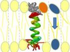 Pathway for membrane building blocks