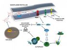 Pathway identified in human lymphoma points way to new blood cancer treatments