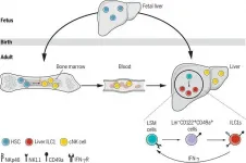 Pathways leading to the extramedullary development of tissue-resident lymphocytes found