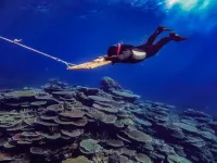 Pause in recent coral recovery on much of Great Barrier Reef