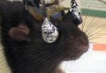 Pavlovs rats? Rodents trained to link rewards to visual cues