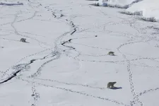 Paws of polar bears sustaining ice-related injuries in a warming Arctic