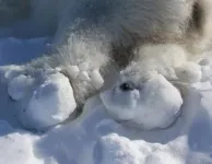 Paws of polar bears sustaining ice-related injuries in a warming Arctic 2