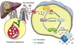 PCSK9 and APOA4: the dynamic duo in TMAO-induced cholesterol metabolism and cholelithiasis