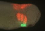 Penn research using frog embryos leads to new understanding of cardiac development 