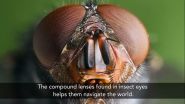 Penn researchers develop liquid-crystal-based compound lenses that work like insect eyes 2