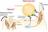 Penn researchers develop protein passport that help nanoparticles get past immune system