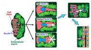 Penn researchers show nuclear stiffness keeps stem cells and cancer cells in place