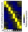 Penn researchers unwind the mysteries of the cellular clock