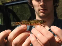 Penn State researchers discover one-of-a-kind fish is local to lower Susquehanna