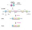 Penn study identifies molecular guardian of cell's RNA