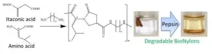 Pepsin-degradable plastics of bionylons from itaconic and amino acids