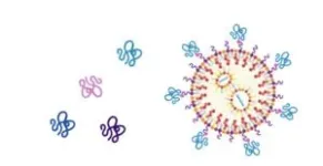 Peptide-guided nanoparticles deliver mRNA to neurons 3