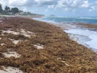 Perfect ‘pathogen’ storm: Vibrio bacteria, Sargassum and plastic marine debris