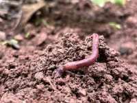 Pesticides to help protect seeds can adversely affect earthworms’ health