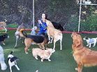 Pet Boarding Center Offer Holiday Pet Boarding Tips 2