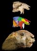 Phenomenal fossil and detailed analysis reveal details about enigmatic fossil mammals