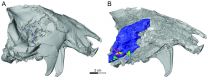 Phenomenal fossil and detailed analysis reveal details about enigmatic fossil mammals 2