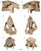 Phenomenal fossil and detailed analysis reveal details about enigmatic fossil mammals 3