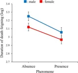 Pheromones influence death feigning behavior in beetles