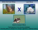 Pheromones regulate aggression of non-mother female mice toward pups in wild-derived mice