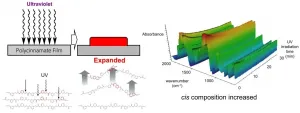 Photoexpansion: Bio-based polyesters hard film