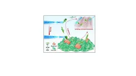 Photonic nanojet-regulated soft microalga-robot