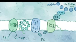 Photosynthesis ‘hack’ could lead to new ways of generating renewable energy