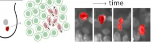 Physics of tumours: Cancer cells become fluidised and squeeze through tissue