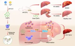 Phytic acid-based nanomedicine against mTOR for metabolic dysfunction-associated steatohepatitis therapy