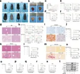 Phytic acid-based nanomedicine against mTOR for metabolic dysfunction-associated steatohepatitis therapy 2