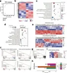 Phytic acid-based nanomedicine against mTOR for metabolic dysfunction-associated steatohepatitis therapy 3