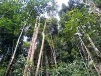 Phytochemical diversity and herbivory are higher in tropical forests: Study 3