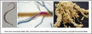 Phytol may be promising for eco-friendly agrochemicals to control root-knot nematodes