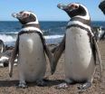 Picky penguins: Does mate choice depend on genes that help resist disease?